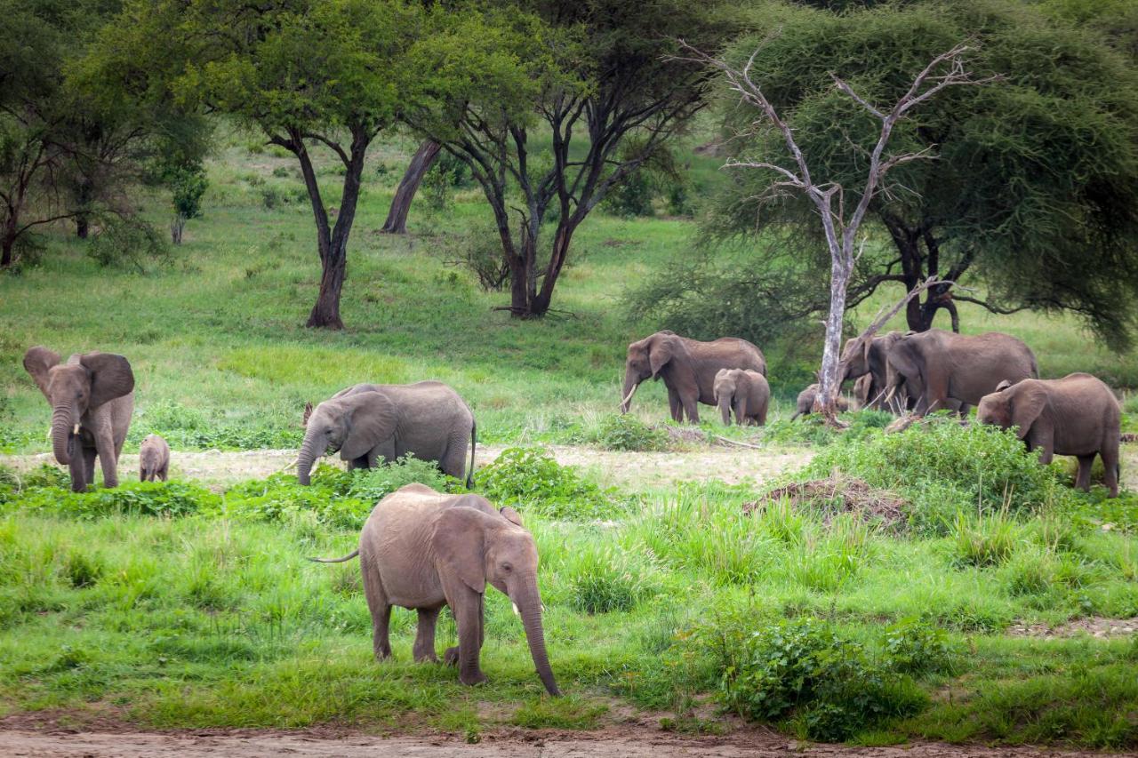 Baobab Tented Camp Kwa Kuchinia Экстерьер фото