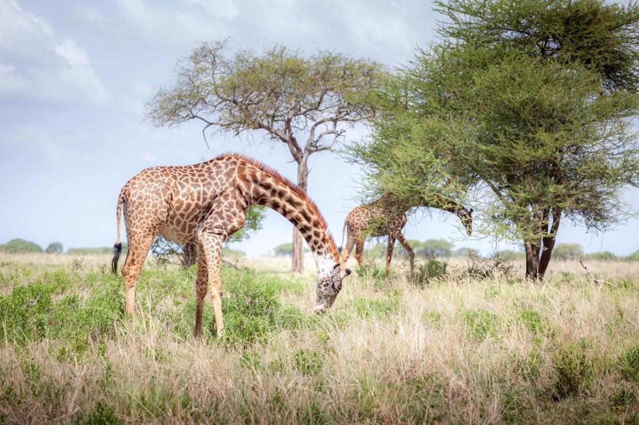 Baobab Tented Camp Kwa Kuchinia Экстерьер фото